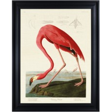 American Flamingo by John James Audubon (Framed Canvas Print)