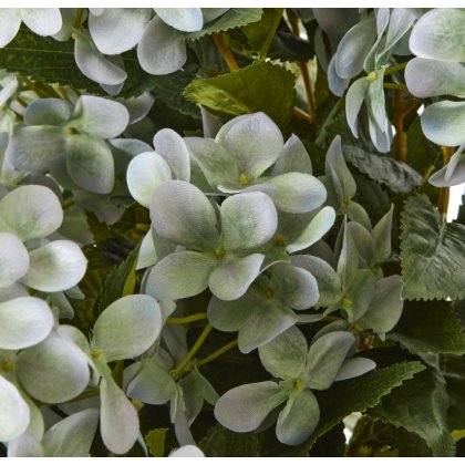 Large Green Hydrangea Plant In Pot