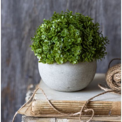 Miniature Hebe Verania in Pot Miniature Hebe Verania in Pot