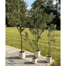 Faux Apulia Olive Tree In White Pot - 200cm