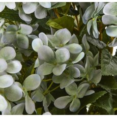 Large Green Hydrangea Plant In Pot