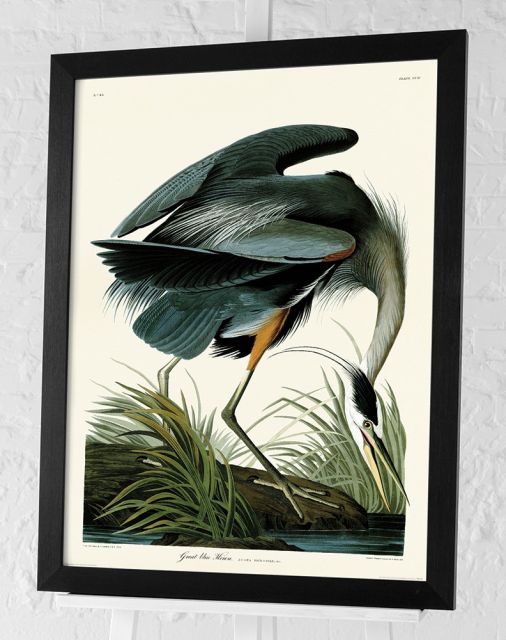 Great Blue Heron by John James Audubon