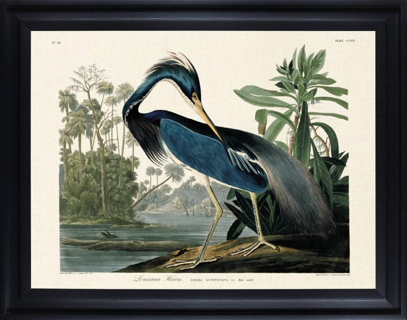 Lousianna Heron by John James Audubon (Framed Canvas Print) Lousianna Heron by John James Audubon (Framed Canvas Print)