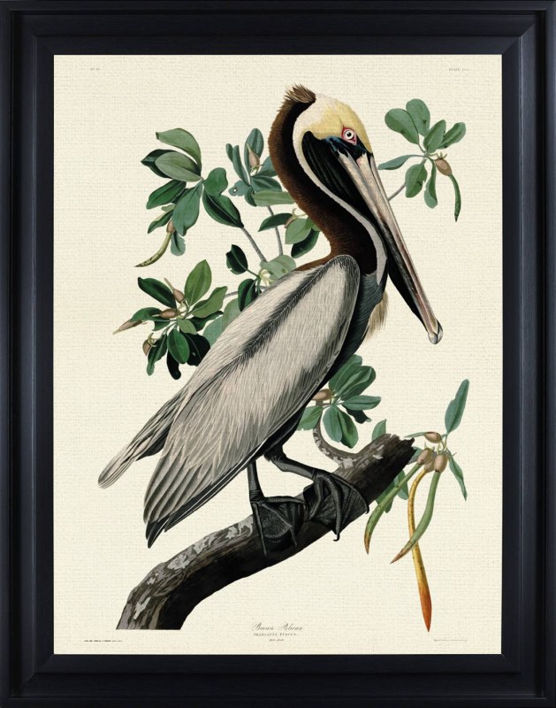 Brown Pelican by John James Audubon (Framed Canvas Print) Brown Pelican by John James Audubon (Framed Canvas Print)