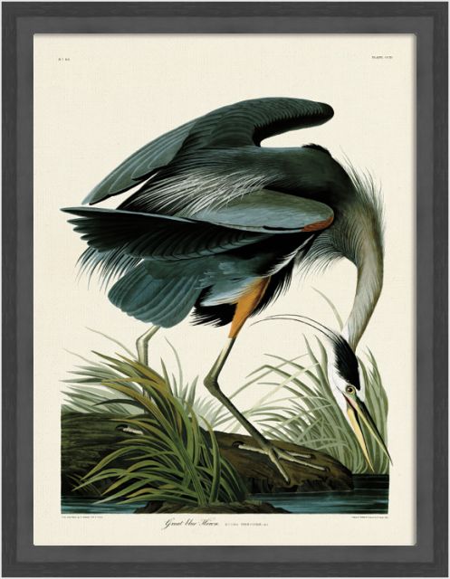 Great Blue Heron by John James Audubon (Framed Canvas Print)