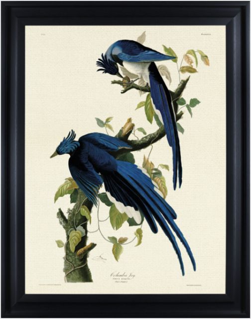 Columbia Jay by John James Audubon (Framed Canvas Print)