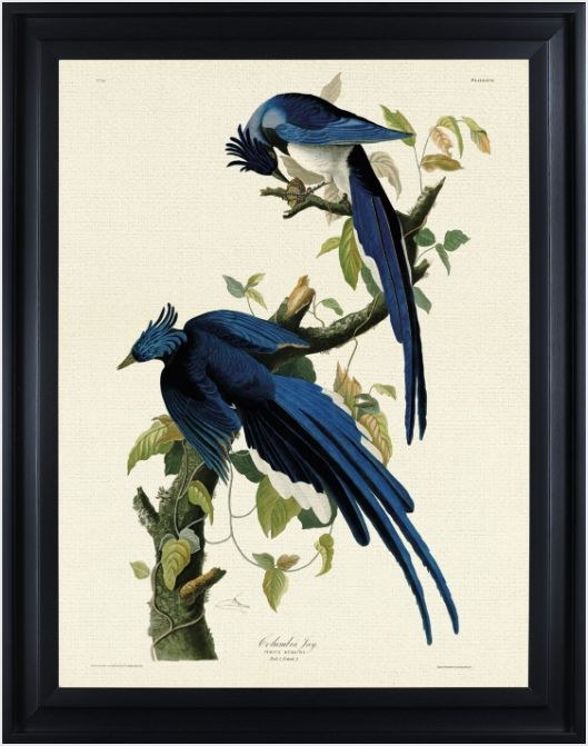 Columbia Jay by John James Audubon (Framed Canvas Print) Columbia Jay by John James Audubon (Framed Canvas Print)