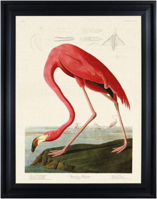 American Flamingo by John James Audubon (Framed Canvas Print)