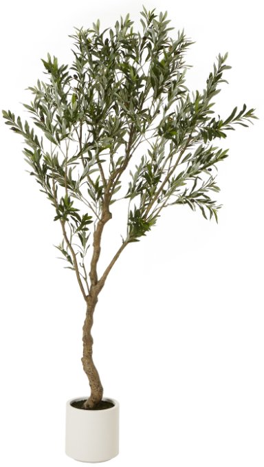 Faux Apulia Olive Tree In White Pot - 200cm Faux Apulia Olive Tree In White Pot - 200cm