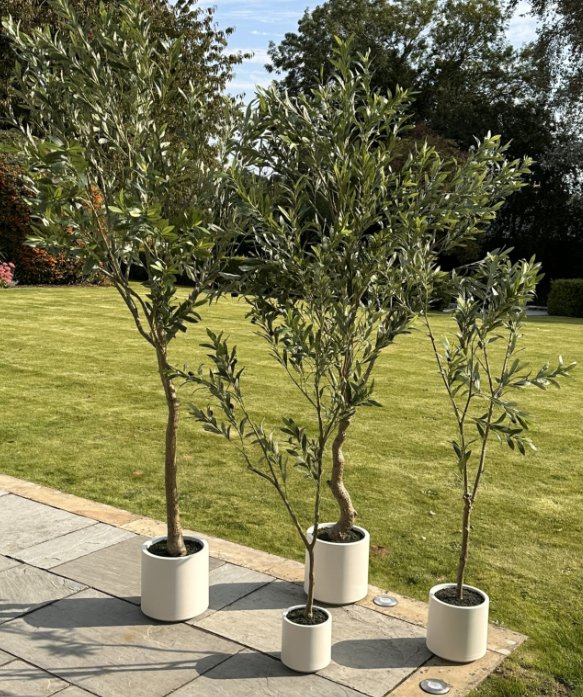 Faux Apulia Olive Tree In White Pot - 200cm Faux Apulia Olive Tree In White Pot - 200cm