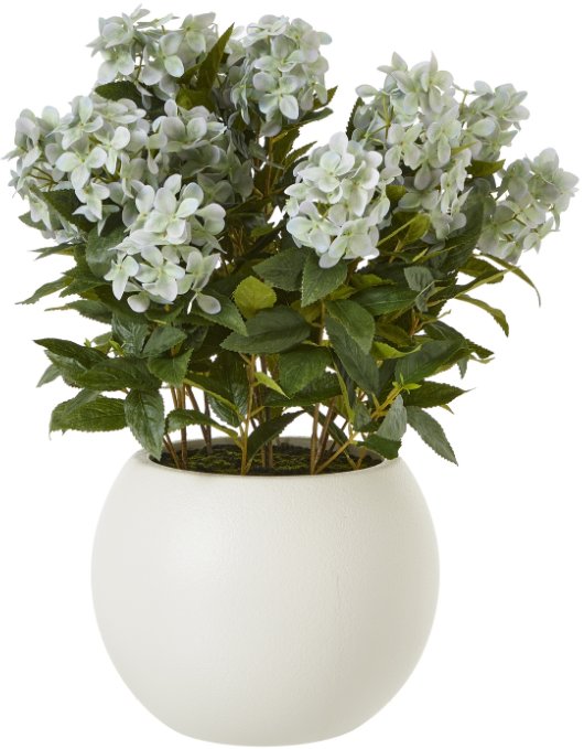 Large Green Hydrangea Plant In Pot Large Green Hydrangea Plant In Pot