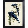 Columbia Jay by John James Audubon (Framed Canvas Print)