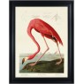 American Flamingo by John James Audubon (Framed Canvas Print)