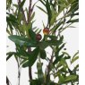 Faux Mediterranean Olive Fruit Tree - 170cm Faux Mediterranean Olive Fruit Tree - 170cm