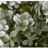 Large Green Hydrangea Plant In Pot Large Green Hydrangea Plant In Pot