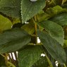 Large Green Hydrangea Plant In Pot Large Green Hydrangea Plant In Pot