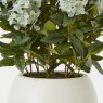 Large Green Hydrangea Plant In Pot Large Green Hydrangea Plant In Pot